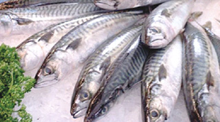 Report fish suspected to contain formalin
